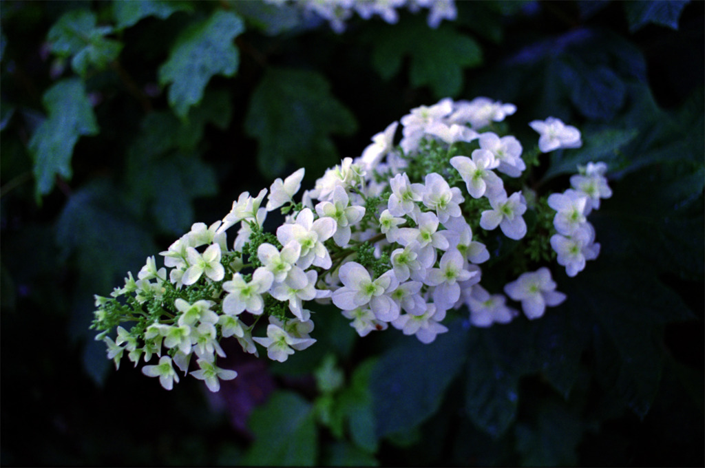 紫陽花公園　其の九　柏葉紫陽花