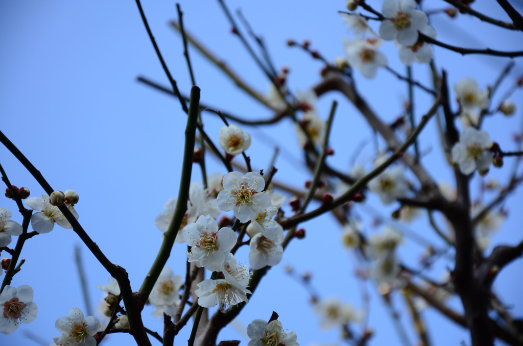 梅の花