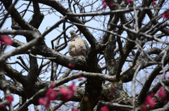 鳩も花見