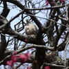 鳩も花見