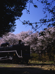 C57と桜