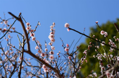 梅が満開