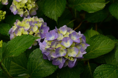 紫陽花公園。其の六