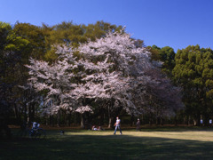 憩いの場