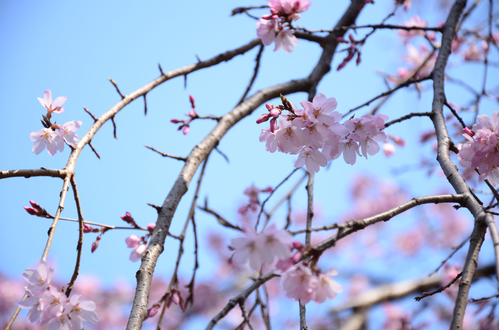 しだれ桜の花のした…