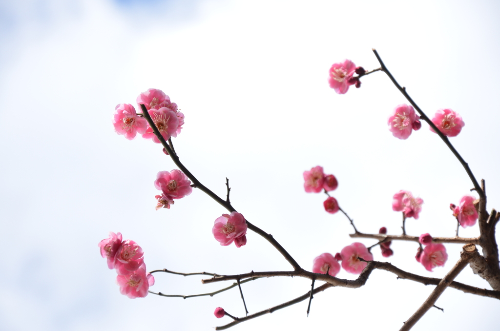 梅の花