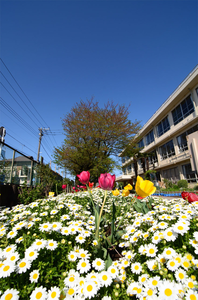 小学校の花壇