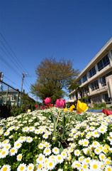 小学校の花壇