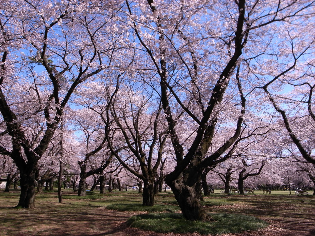 さくらの園