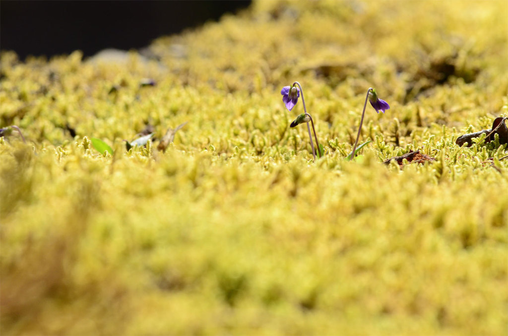 苔の上の世界
