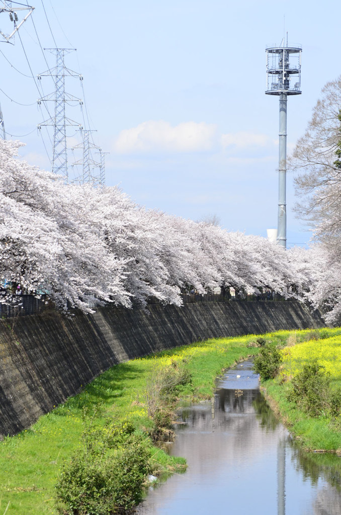 春の残堀川