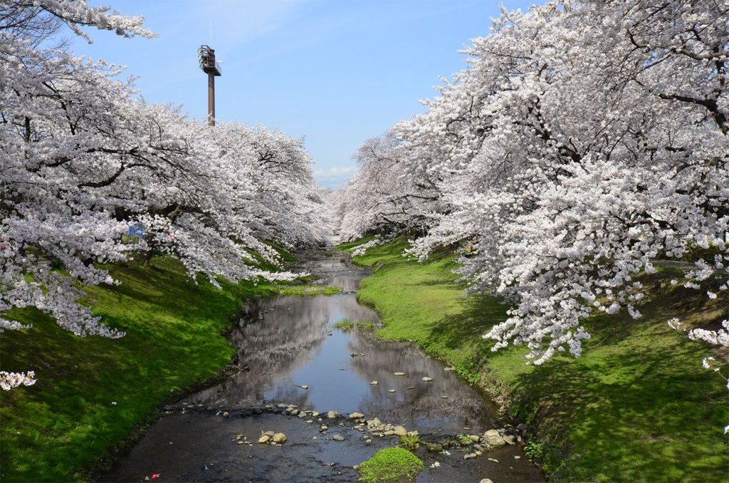 根川のさくら