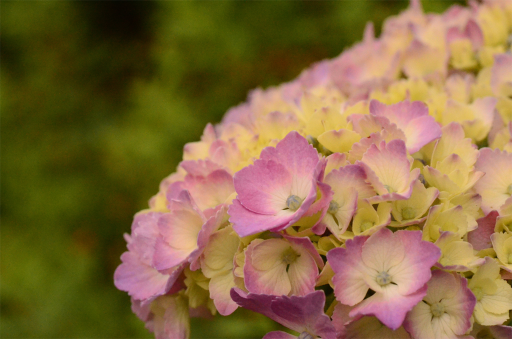 この花の季節