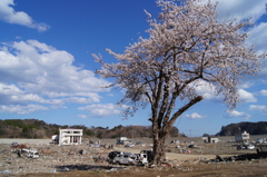 被災地に咲くさくら