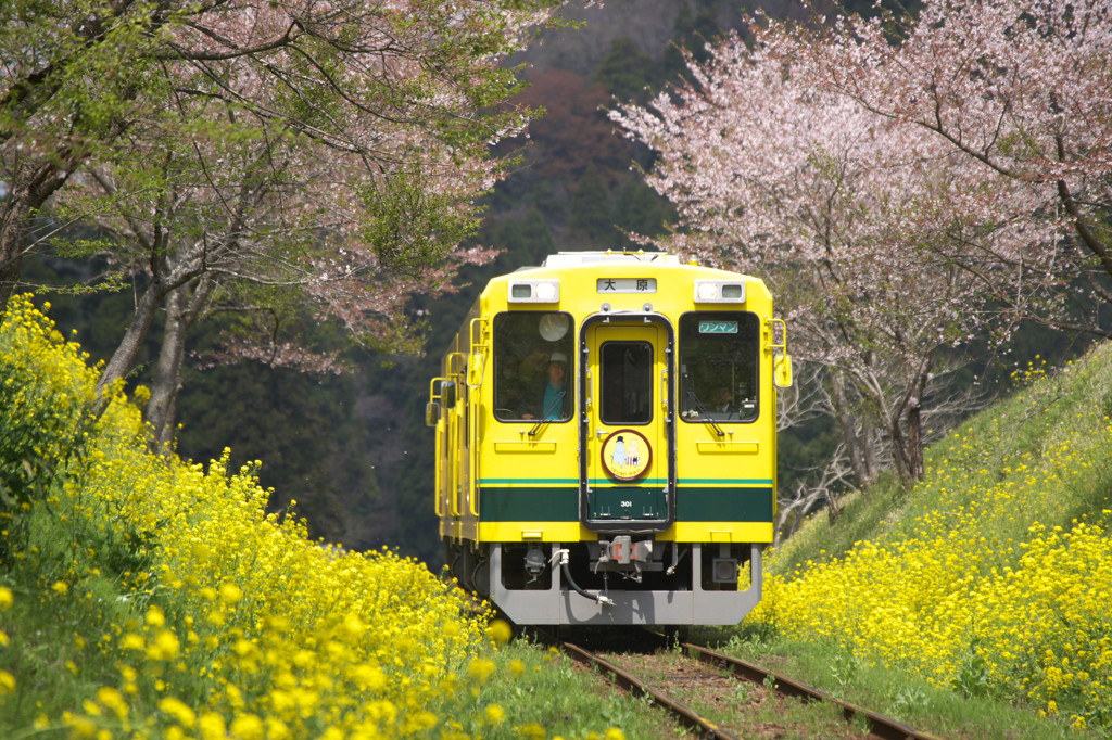 菜の花カラー