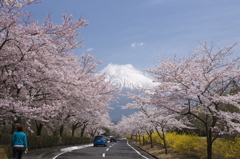 富士へ続く桜並木