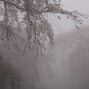 霧の中の大石寺