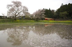 花びらおよぐ