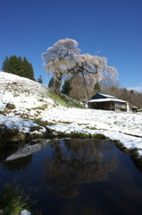 逆さ桜