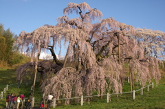 今年も咲いてます