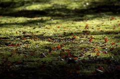 苔の上の紅葉