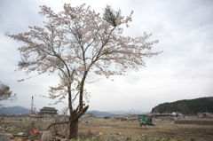 被災地に咲くさくら