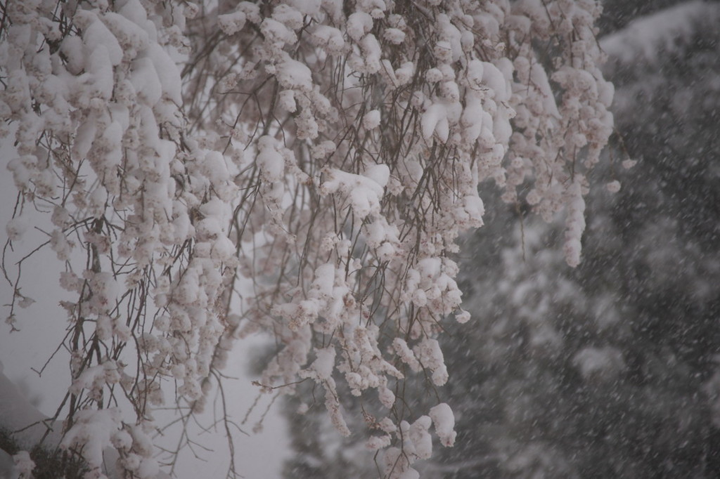 雪化粧