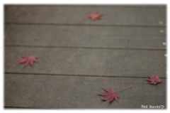 Red leaves