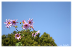 Tree Dahlia