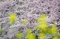 おしゃれな桜