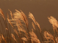 夕暮れ