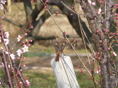 野鳥？