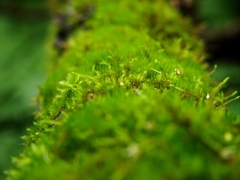 斜里岳２