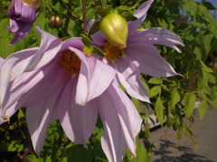 吉野公園