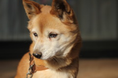 愛犬の真面目顔