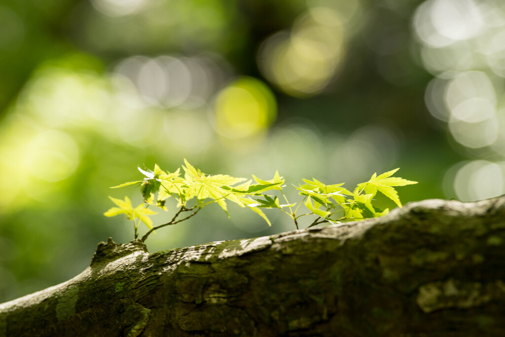 Autumn green