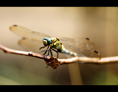 Turquoise Blue