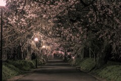 夜桜の参道