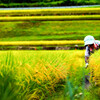 Farm work Ⅱ