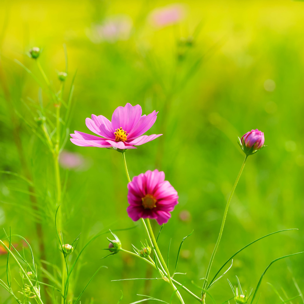 秋桜Ⅱ