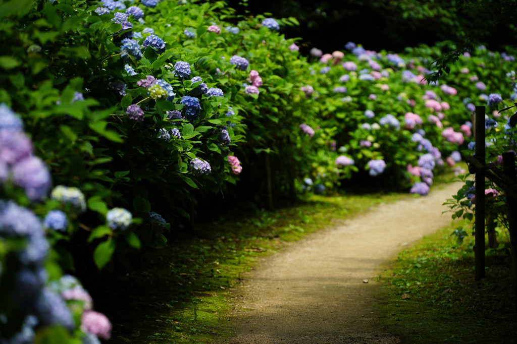 Hydrangea Trail