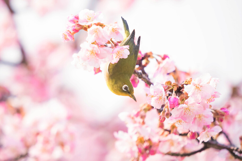 桜色の幸せ