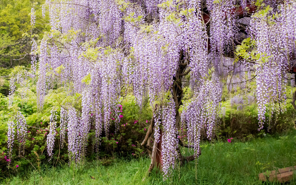 Wisteria scent