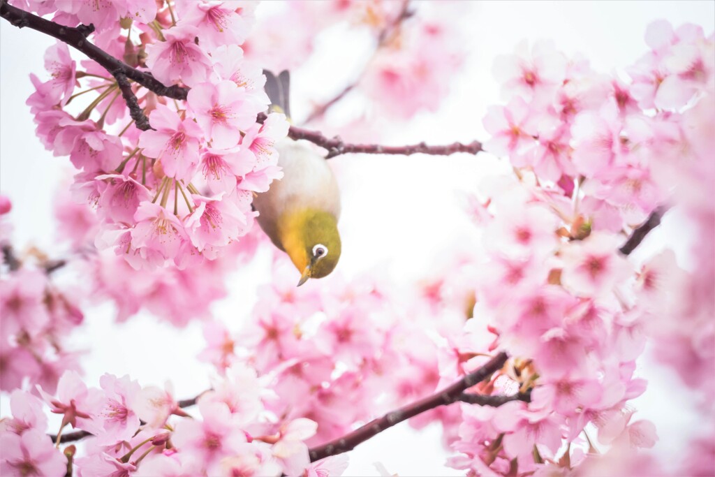 メジロさんが 転んだ ( ´艸｀)  