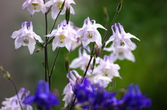 花園の妖精たち
