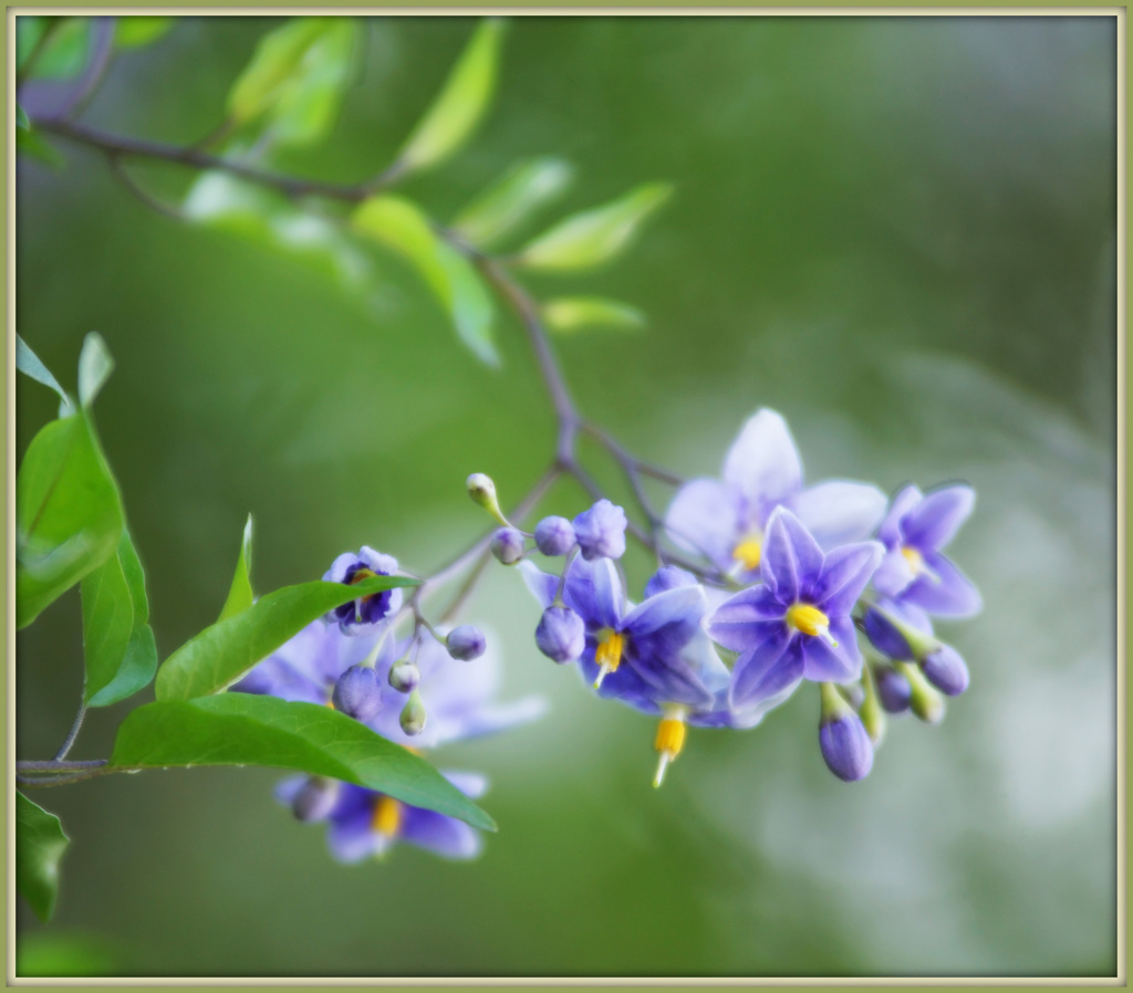 星の花咲く頃