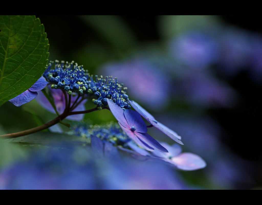 蒼の舞　Ⅱ