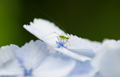 紫陽花のハーモニー