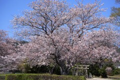 鎮守の桜Ⅱ