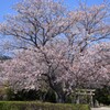 鎮守の桜Ⅱ